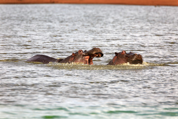 Fototapeta premium Flusspferd