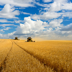 Two Combine Harvesters Cutting Barley, Summer Landscape of endless Fields under blue sky with clouds