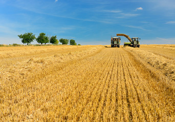 Fototapeta premium Farmers harvesting Straw, Baler unloads Bales onto Tractor Trailer, Summer Field Landscape under blue sky