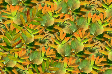 abstract autumn background bright colorful foliage