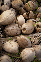 Dried wild  branch of coconuts on the ground.Natural exotic background. - 118574188