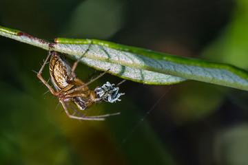Jumping spider hunting