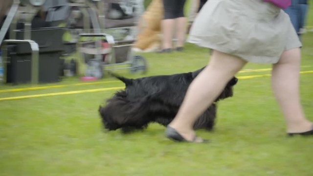 Another black hairy Cocker Spaniel running together with his owner on the field