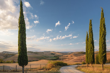 Beautiful picturesque view of the road and cypress trees.