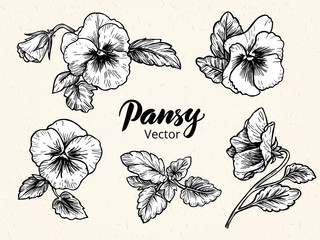 Fototapeta Hand drawn pansy flowers obraz