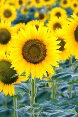 yellow sunflowers