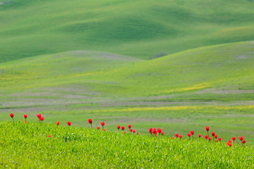 Wild Tulips blooming in the Rolling Hills of Tuscany