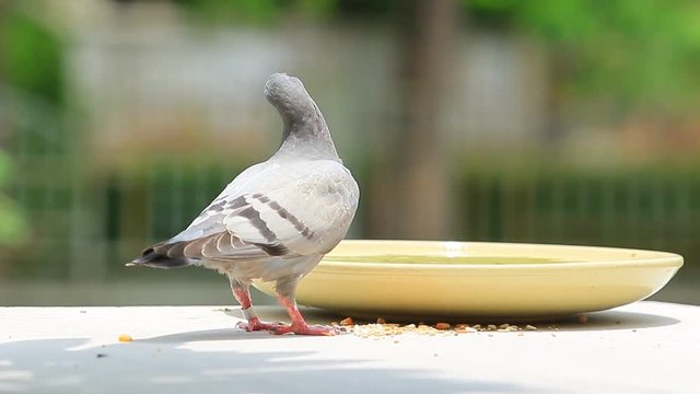 pigeon bird eating food