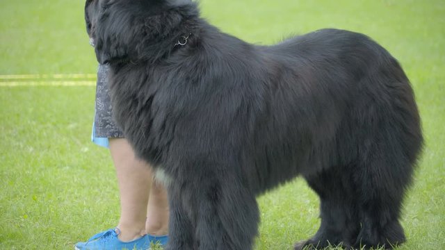 A big Newfoundland dog standing on the field waiting for his turn on the dog show