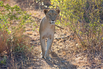 Naklejka premium Löwin