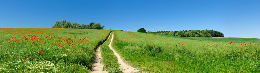 Fototapeta na wymiar Small Dirt Road through Green Fields full of Red Poppies, Panoramic Spring Landscape under Blue Sky