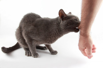 grey cat biting hand in his mouth on white background