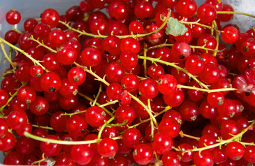 Johannisbeeren