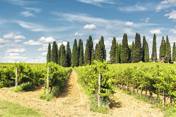 Fototapeta premium Fields shrubs of grapes with cypress background.