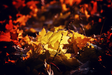 Fallen fiery orange maple leaves, autumn natural background, sel