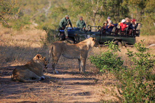 Fototapeta Safari