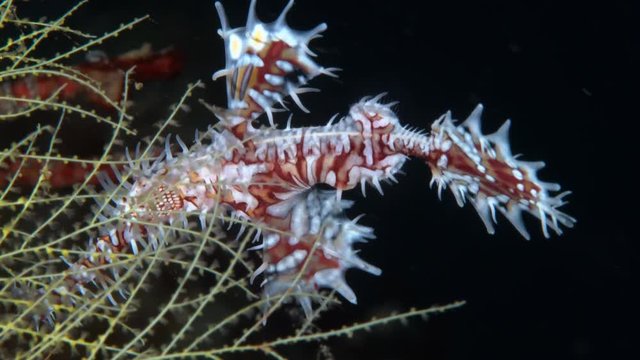 Ornate Ghost Pipefish (Solenostomus paradoxus)