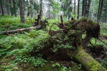 Puszcza Karpacka, rezerwat ścisły  Gorcach © Piotr Szpakowski
