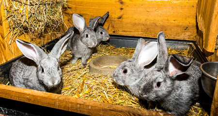 Junge Kaninchen im Stall