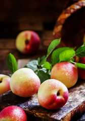 Wet yellow and pink nectarines, selective focus