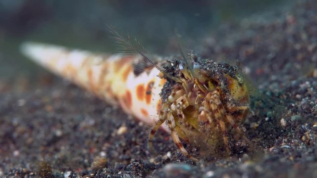 Hermit crab and shell