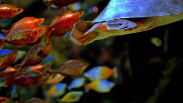 4K Softhshell Turtle, Underwater Wildlife Reptile with Swam of Fish