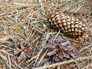 Szyszki © fotograf111