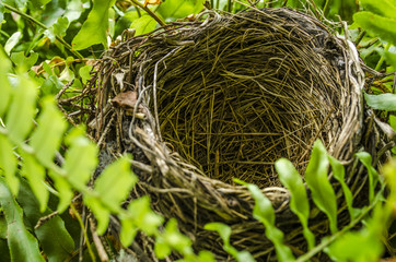 Empty birds nest surrounded by a Boston Fern