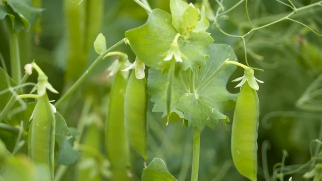 The peapods of the pea plants on the field. Pea pods are botanically fruit since they contain seeds and developed from the ovary of a flower.