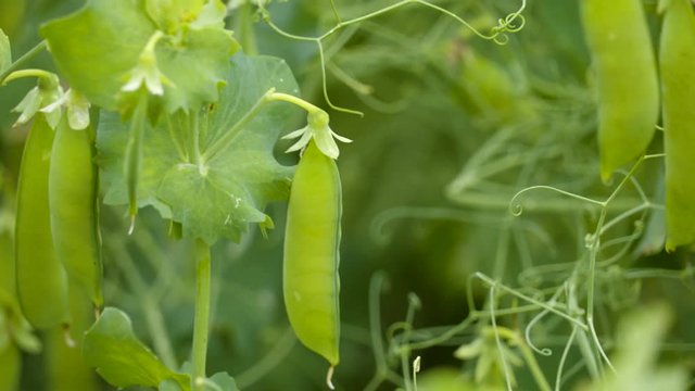 Lots of pea pods from the flowers of the pea plants each pods contains pea seeds