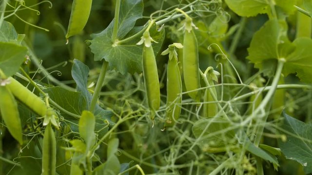 Peapods on the pea flowers in the field. Pea pods are botanically fruit since they contain seeds and developed from the ovary of a flower.