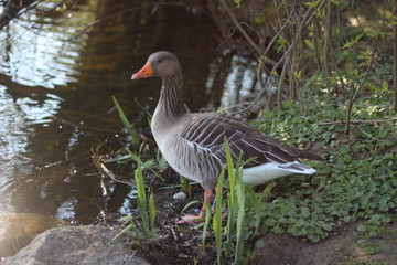 Gans, See, Stuttgart