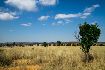 Bushveld
