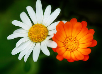 Obraz premium summer flowers