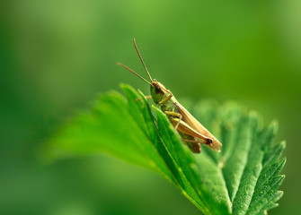 green grasshopper on leaf