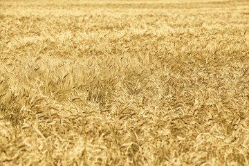 Grain field of wheat before harvest