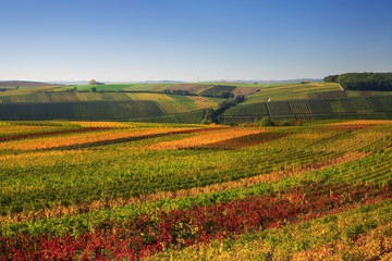 Fototapeta na wymiar Colourful Vineyards in Autumn, Leaves changing Colour