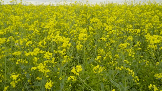 Lots of yellow rapeseed plants on the field. Rapeseed also known as rape oilseed rape rapa rappi rapaseed is a bright-yellow flowering member of the family Brassicaceae  
