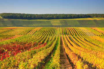 Colourful Vineyards in Autumn, Leaves changing Colour