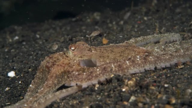 Longarm octopus (Octopus defilippi) hunting at night