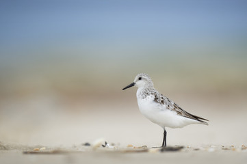 Obraz premium A Sanderling stands tall on a sandy beach on an overcast morning with a smooth background.