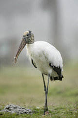 A large black and white colored Wood Stork stands in some green grass on a foggy morning.