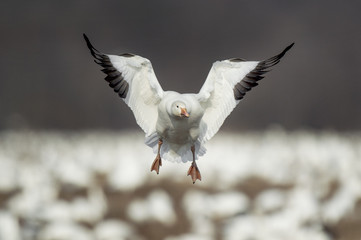 A Snow Goose flies in to land in a field filled with snow geese on an overcast winter day. © rayhennessy