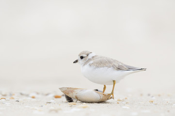 A juvenile Piping Plover stands on a small shell on the beach on an overcast day.