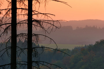 View over Autumn Forests at Sunset, Silhouettes of Spruce Trees