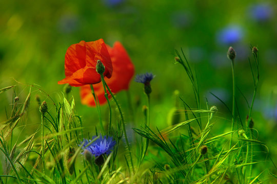 Colourful Meadow full of Poppies and Cornflowers, selective focus on foreground, soft background