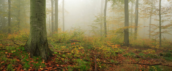 Forest of Beech Trees in Autumn, Dense Fog, Leaves Changing Colour