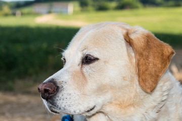 Labrador retriever