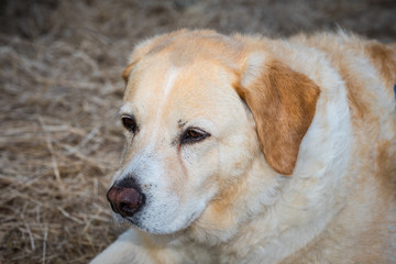 Labrador retriever