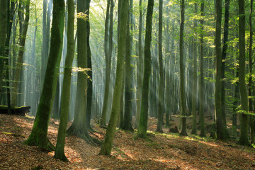 Natural Forest of Beech Trees illuminated by Sunbeams throug Fog